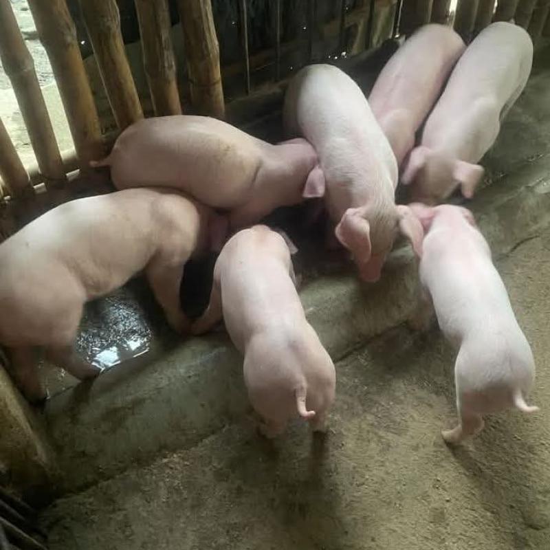 Large white piglets